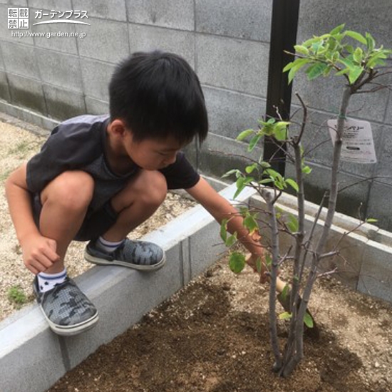 ジューンベリー植樹の様子