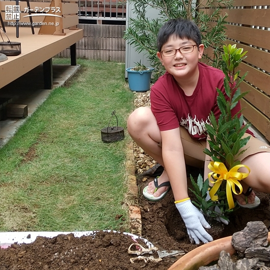 月桂樹植樹の様子