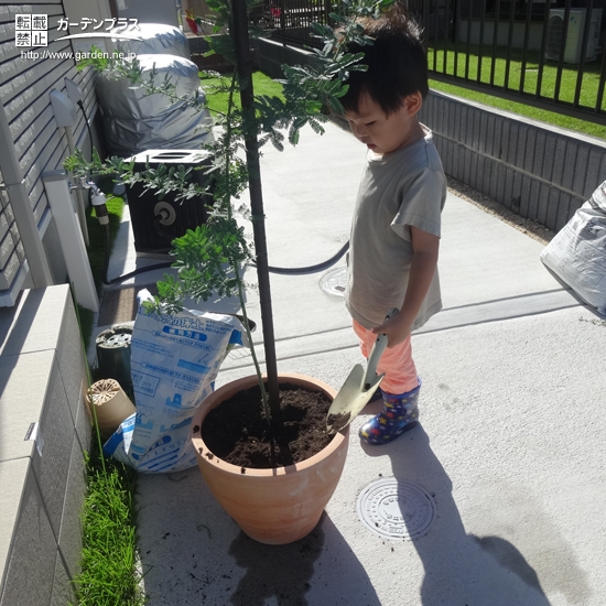 ミモザ植樹の様子①