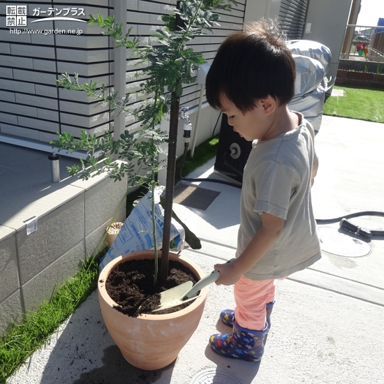 ミモザ植樹の様子②