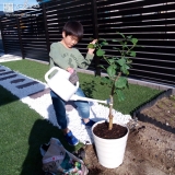 レモン植樹の様子②