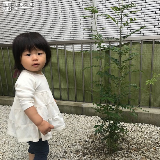 シマトネリコ植樹後のお写真