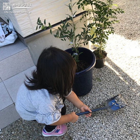 オリーブ植樹の様子