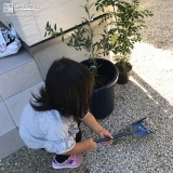 オリーブ植樹の様子
