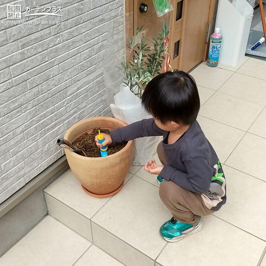 オリーブ植樹の様子