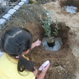 オリーブ植樹の様子