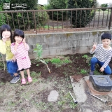 植樹の様子