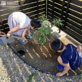 シラカシ植樹の様子①