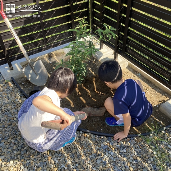 シラカシ植樹の様子②