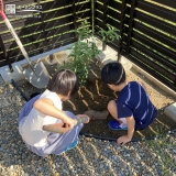 シラカシ植樹の様子②