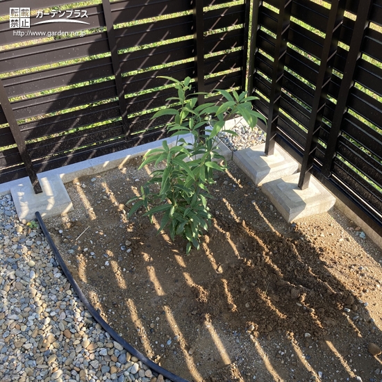 植樹後のシラカシ