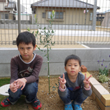 香川県高松市ジューンベリーとオリーブの植樹風景