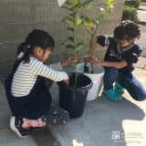 レモン植樹の様子