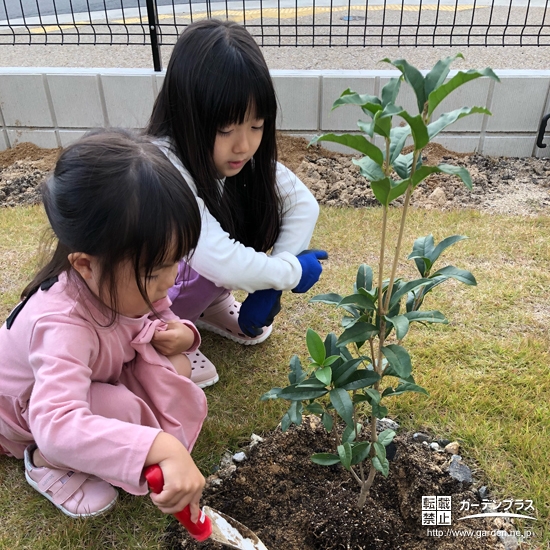 キンモクセイ植樹の様子