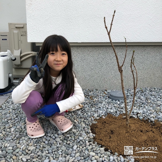 ライラック植樹の様子