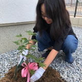 もみじ植樹の様子