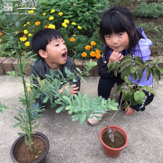 植樹後の記念写真