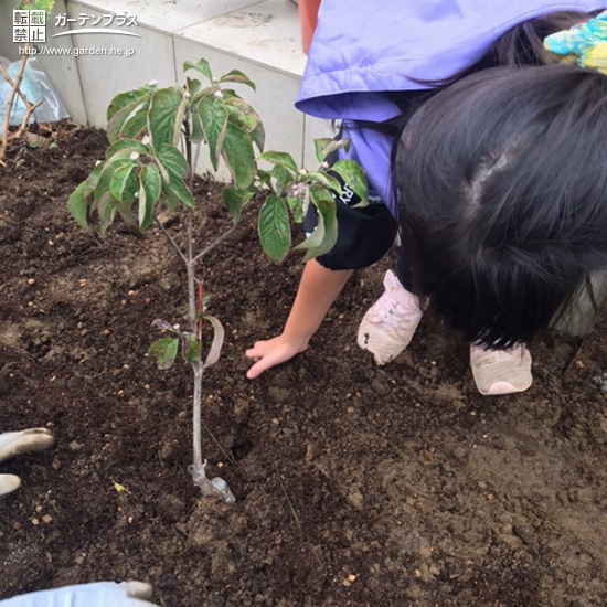 ハナミズキ植樹の様子