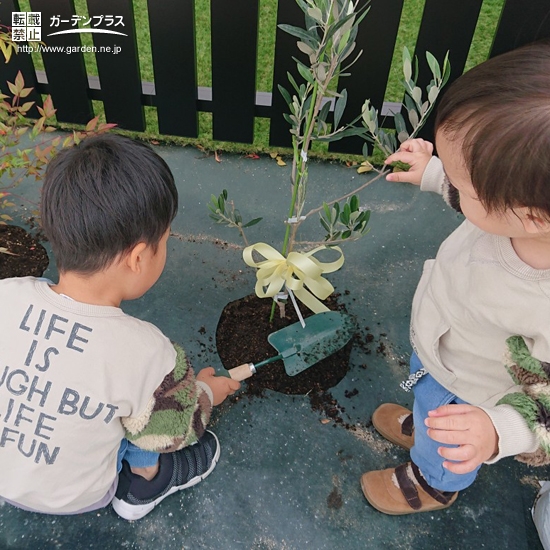 オリーブ植樹の様子