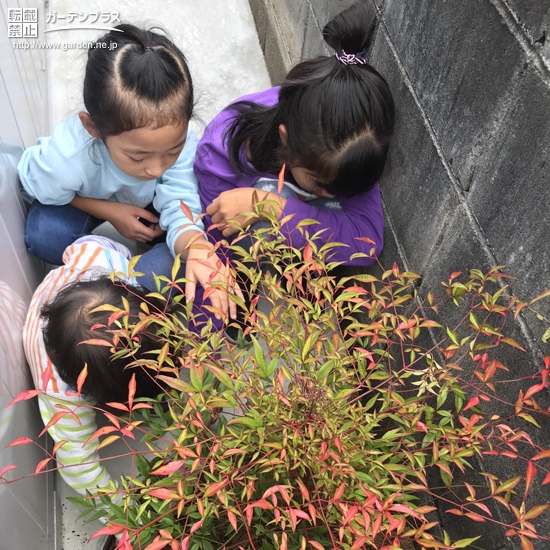 ナンテン植樹の様子