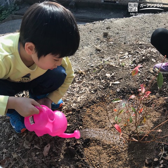 ブルーベリー植樹の様子