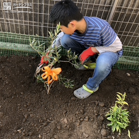 オリーブ植樹の様子