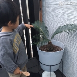 ソテツ植樹後の記念写真①