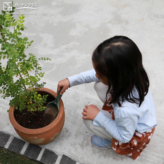 シマトネリコ植樹の様子