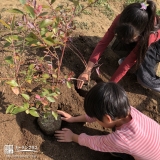 ブルーベリー植樹の様子①