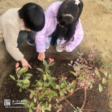 ブルーベリー植樹の様子②