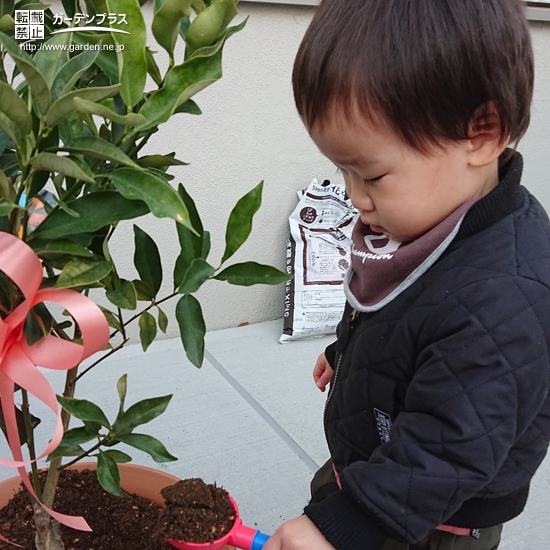キンカン植樹の様子