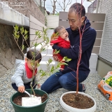 オリーブ植樹の様子