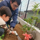 四季咲きモクセイ植樹の様子