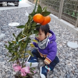 温州ミカン植樹後の記念写真①