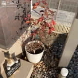 植樹後のブルーベリー