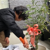 シマトネリコ植樹の様子