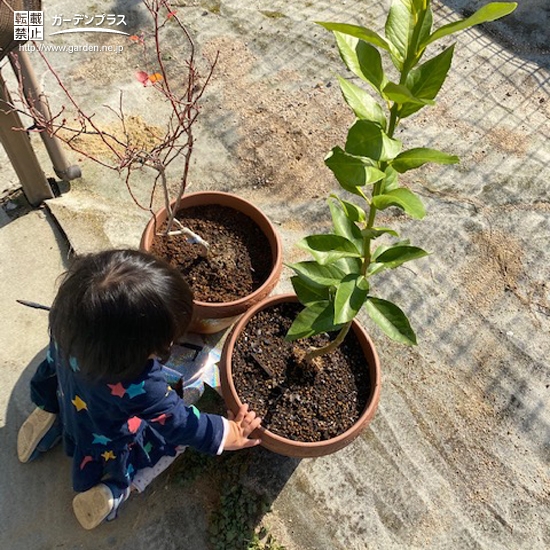 記念樹植樹の様子②