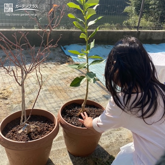 記念樹植樹の様子③