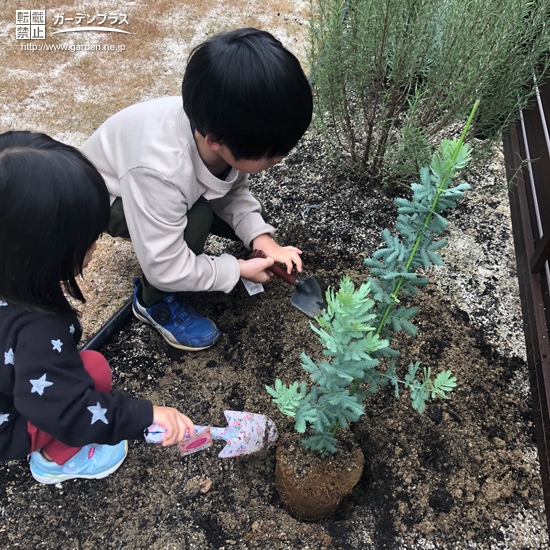 記念樹植樹の様子②