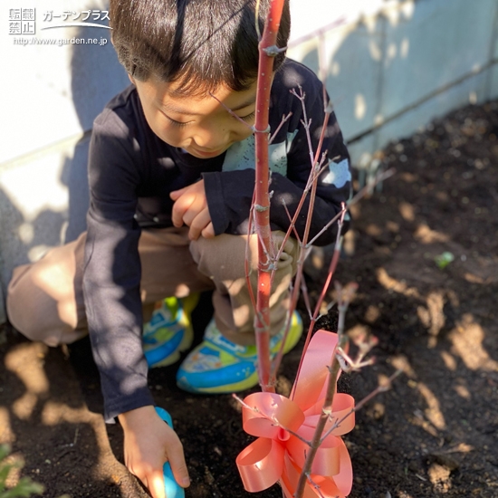 もみじ植樹の様子