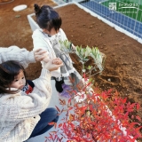 ナンテン・オリーブ植樹の様子