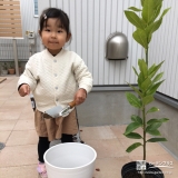 レモン植樹の様子