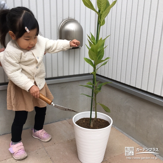 植樹後のレモンと記念撮影