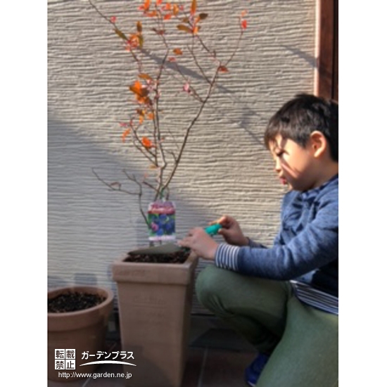 ブルーベリー植樹の様子①
