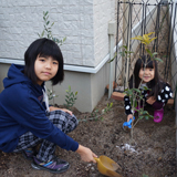 兵庫県神戸市灘区キンモクセイとオリーブの植樹風景