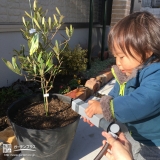 植樹したオリーブへ水やり