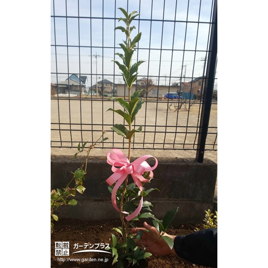 植樹したキンモクセイ