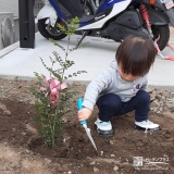 シマトネリコ植樹の様子