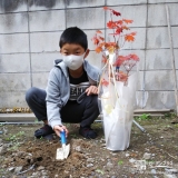 カエデ植樹の様子①