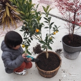 キンカン植樹の様子